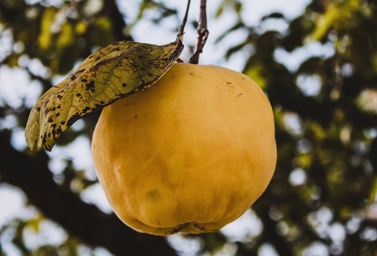 Beyond the Surface: Quince's Overall Health Benefits