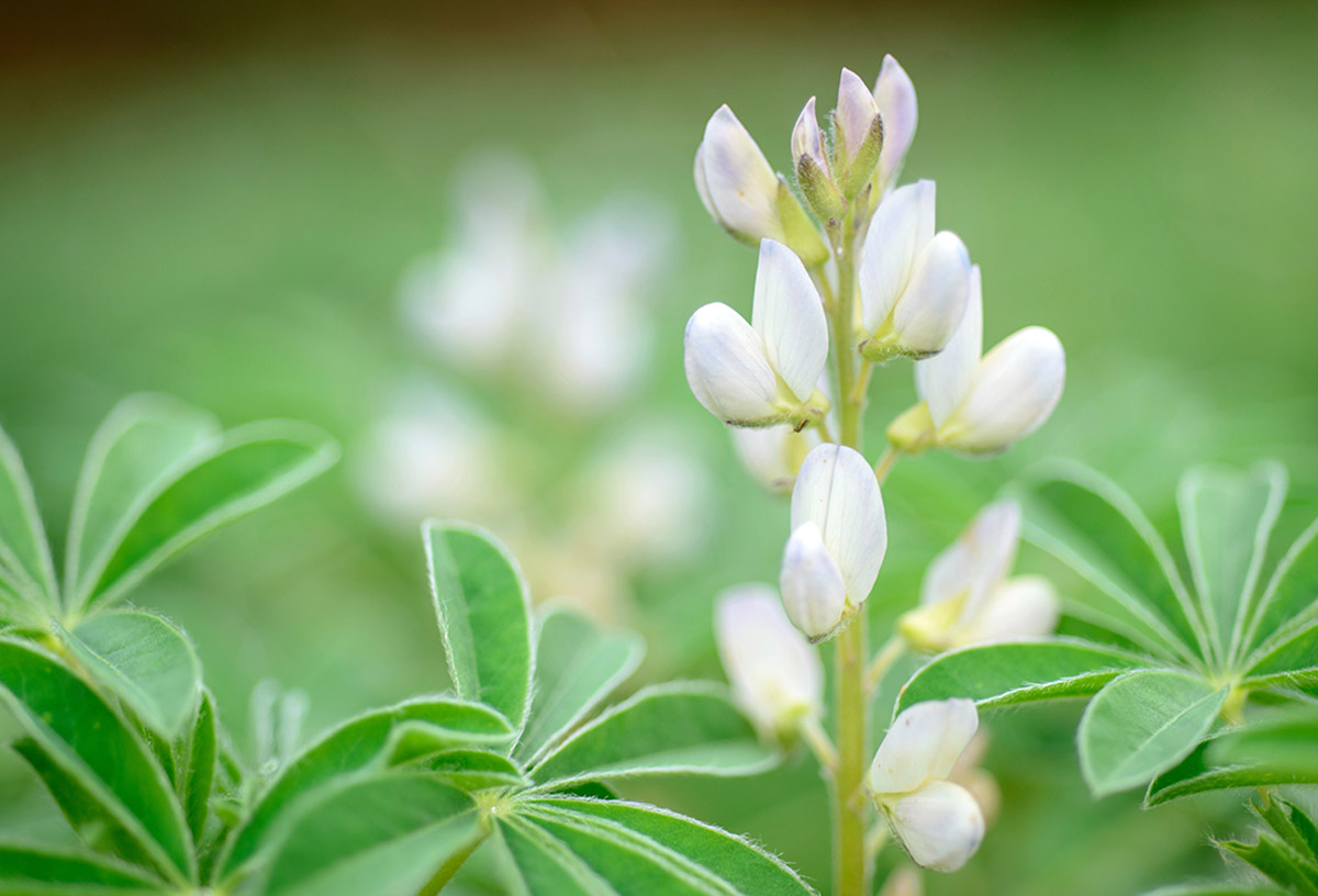 Rich Goodness of White Lupine